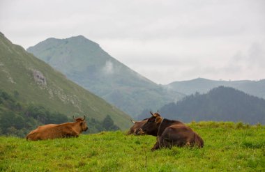 Picos de Europa, Asturias inekleri
