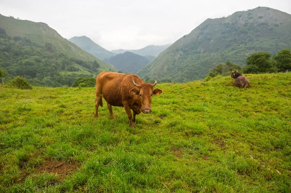 Vacas nos Picos de Europa — Fotografia de Stock