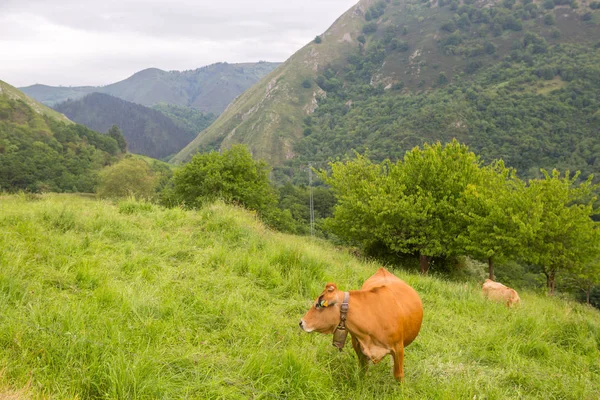 ピコス・デ・エウロパの牛 — ストック写真