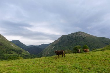 Picos de Europa 'da inekler