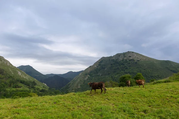 Tehenek a Picos de Europa-ban — Stock Fotó