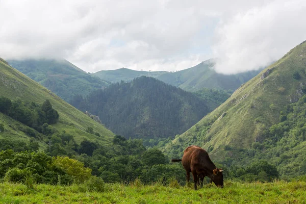 Коровы в Пикос-де-Европа — стоковое фото