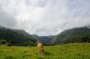 Picos de Europa, Asturias inekleri