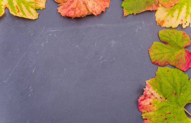 Koyu arkaplanda sonbahar yaprakları