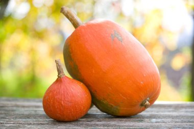 Sonbahar doğa kavramı