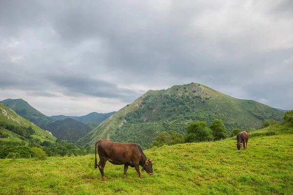 Vacas nos Picos de Europa — Fotografia de Stock