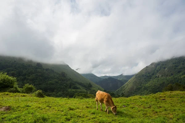 Krávy v Picos de Europa, Asturias — Stock fotografie