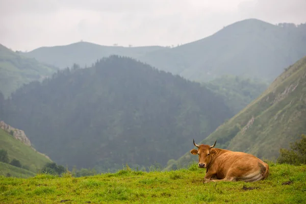 Коровы в Пикос-де-Европа — стоковое фото