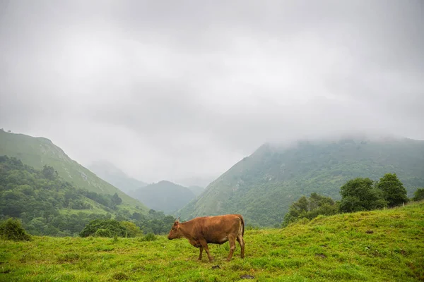 Kühe in den picos de europa, asturien — Stockfoto