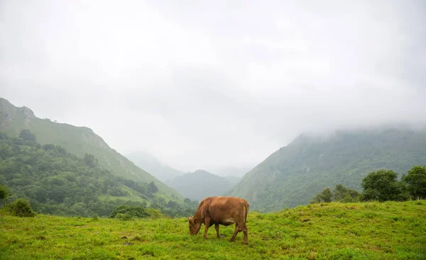 Vacas nos Picos de Europa — Fotografia de Stock