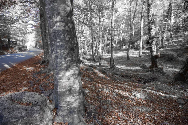 Infračervený snímek Mata da Albergarie — Stock fotografie