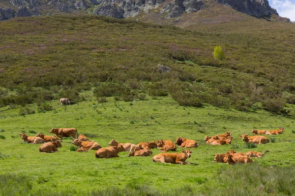 Koeien in de Picos de Europa, Asturias — Stockfoto