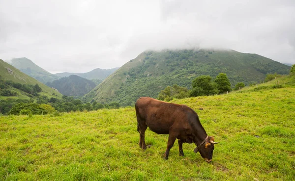 Kühe in den picos de europa — Stockfoto