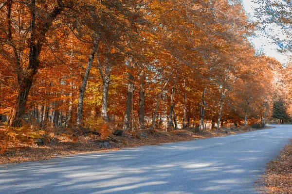 Herbstwald bei mata da albergaria — Stockfoto