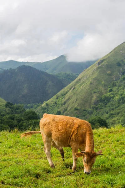 Vacas en los Picos de Europa — Foto de Stock