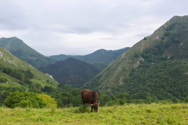 Picos de Europa 'da inekler