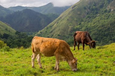 Picos de Europa 'da inekler