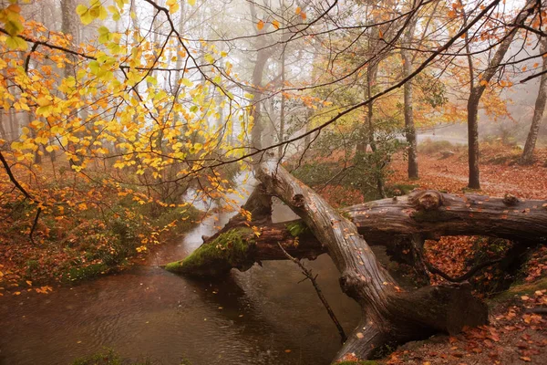 Autumn season, at Geres, Portugal — Stock Photo, Image