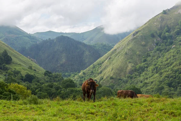 Vacas nos Picos de Europa — Fotografia de Stock