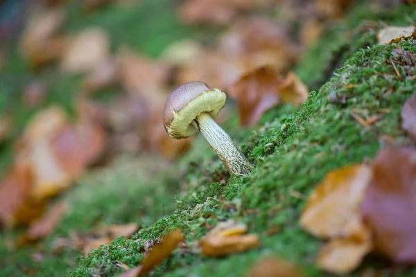 작은 버섯 성장 — 스톡 사진