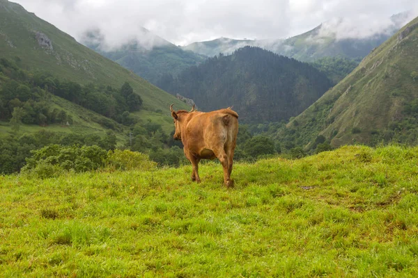 Vacas nos Picos de Europa — Fotografia de Stock