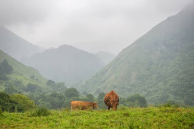 Picos de Europa 'da inekler