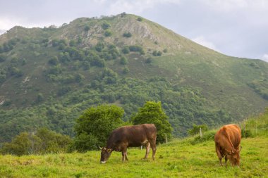 Picos de Europa 'da inekler