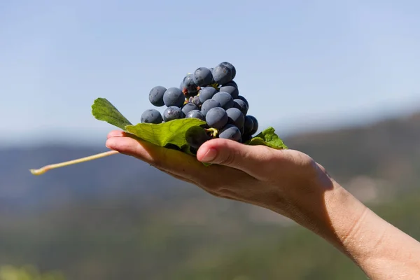 hand holding fresh bunch of grapes