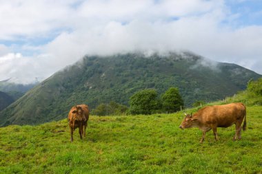 Asturias çiftlik inekler
