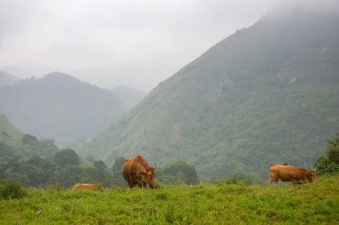 Asturias çiftlik inekler