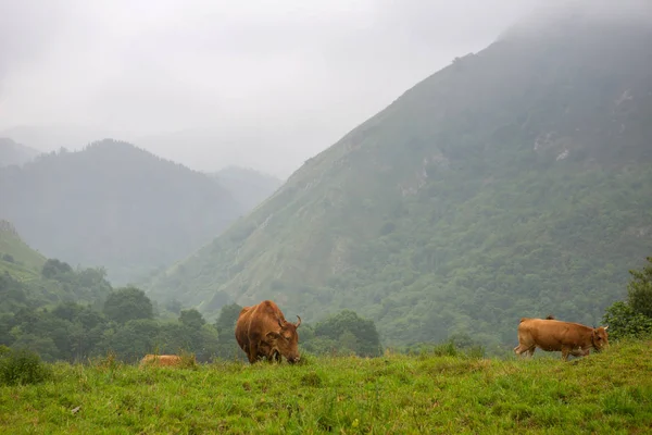 Фермерские коровы в Астурии — стоковое фото