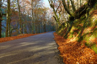 Yollu sonbahar manzarası