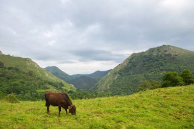 Picos de Europa, Asturias inekleri