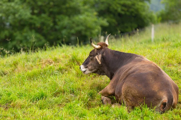 Cows in the Picos de Europa — Stock Photo, Image