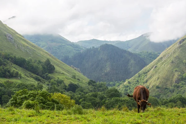 Коровы Пикос-де-Европа — стоковое фото