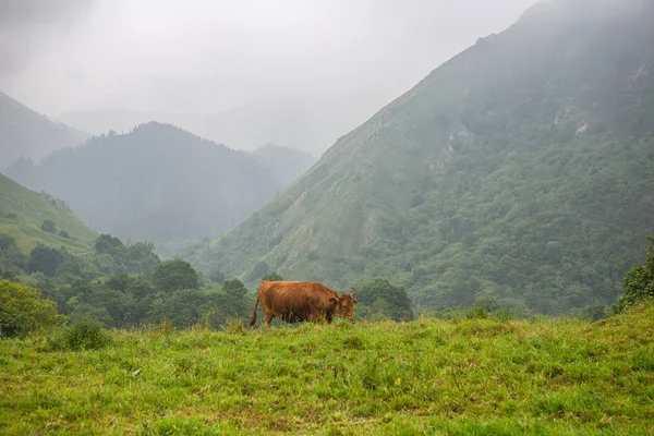 Cows in the Picos de Europa — Stock Photo, Image