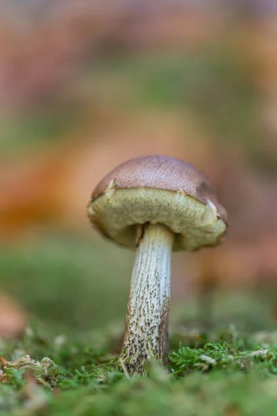 Cogumelo pequeno crescendo fora do solo — Fotografia de Stock