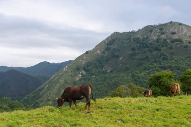 Picos de Europa, Asturias inekleri