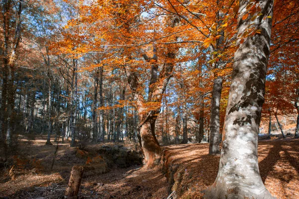 Mata da Albergaria, Geres nationalpark, Portugal — Stockfoto
