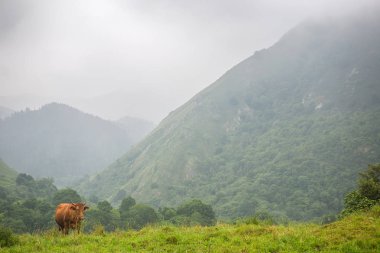 Picos de Europa 'da inekler