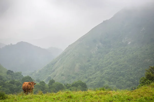 Tehenek a Picos de Europa-ban — Stock Fotó