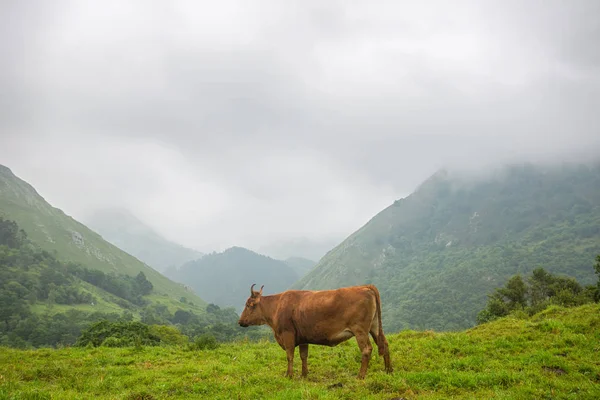 Vacas nos Picos de Europa — Fotografia de Stock