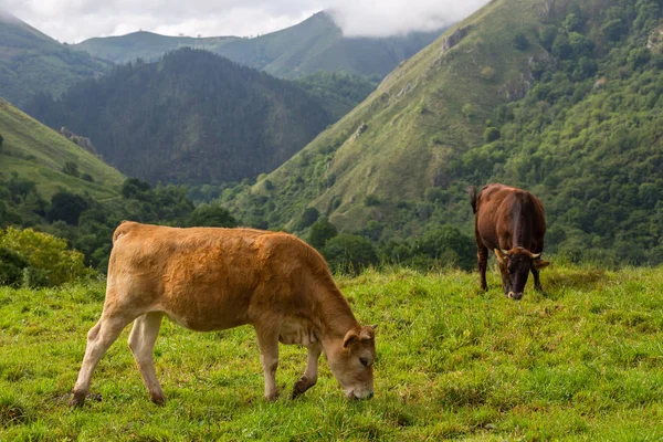 Vacas nos Picos de Europa — Fotografia de Stock
