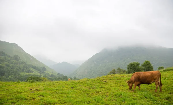 Cows in the Picos de Europa — Stock Photo, Image