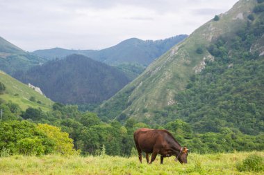 Picos de Europa 'da inekler