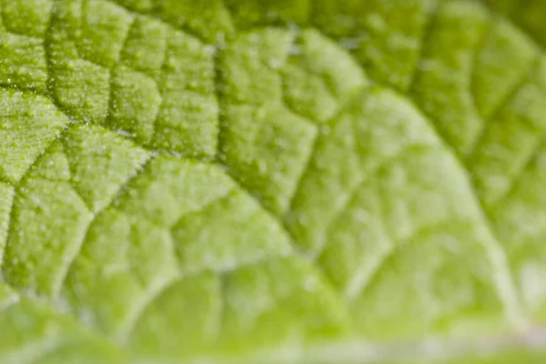 Зеленый размыт вне фокуса абстрактного фона — стоковое фото