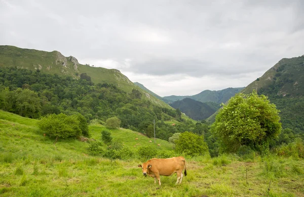 Фермерские коровы в Астурии — стоковое фото