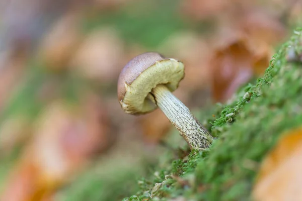 Piccolo fungo che cresce dal suolo — Foto Stock