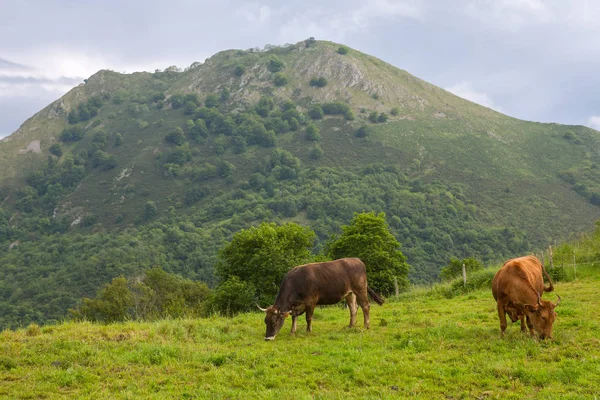 Vacas nos Picos de Europa — Fotografia de Stock