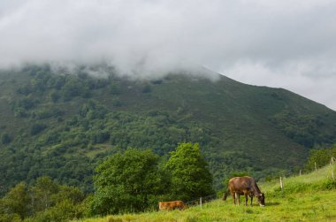 Asturias çiftlik inekler